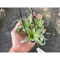 在飛比找蝦皮購物優惠-空氣鳳梨-'Love Knot'  capitata x s