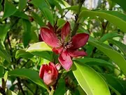 Michelia figo (Port Wine Magnolia) x 1 Plant. Maroon Flower