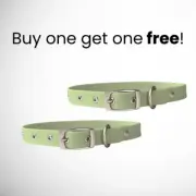 MEDIUM Waterproof Diggs Dog Collar Sage GREEN New with tags puppies & dogs