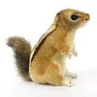 Hansa - Chipmunk - Realistic Soft Stuffed Animal Plush Toy 23cm