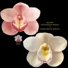 Cymbidium Seedling JG21027 (Dural Dream 'Picture' x Keith Johnson 'Softest')