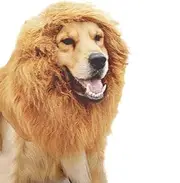 POPETPOP Lion Mane Costume Cute Dog Costumes Funny Costumes Dog Lions Mane Lion Mane for Small Dog Mane Halloween Clothes Lion Fur for Dogs Cat Mane Wig Pet Dog Collar Hat The Dog