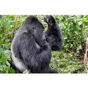 Save 10.00%! 3- Day Chimpanzee & Gorilla Trekking Safari in Uganda