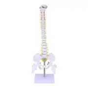 Spine Model Medical Train Mannequin Anatomy Pvc Tailbone Spining Female Genital