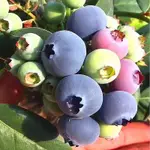 藍莓樹苗 [果樹苗] 藍莓 陽臺庭院種植當年結果