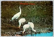 Whooping Cranes Texas Gulf Coast Vintage Postcard Corpus Christi Wildlife Birds