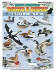 Duck & Geese Identification #2 - Waterproof Quick Reference Guide