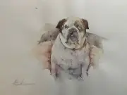 Bulldog, Animal, Watercolor artwork, Handmade, Original painting on paper