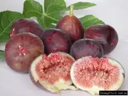Buy Fig Black Genoa Tree in Australia - Ficus carica