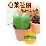 綠果庭院-多肉-心葉毬蘭 心葉毬蘭 HOYA KERRII  一片愛心 一片真心 3吋盆蘿摩科療癒｜辦公室｜陽台｜室外｜