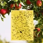 20 Pack Sticky Trap, Dual-Sided Yellow Sticky Traps,Fruit Fly Trap,Gnat Traps,1