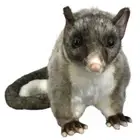 Hansa Possum soft plush toy 13"/33cm excluding tail Realistic Possum