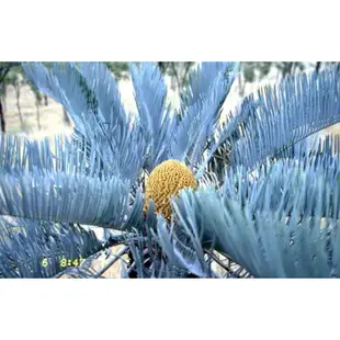 澳洲藍葉鐵樹 Cycas cairnsiana 凱恩斯 稀有蘇鐵種子 新採收 種子兩粒