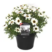 180mm Grandaisy White - Intergeneric hybrid Argyranthemum