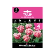 Bloomin Bulbs Tulip Queensland - 4 Pack