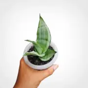 Sansevieria Moonshine Silver Angel Rare Uniqe Snake Plant
