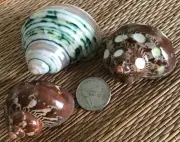 3 - 1-7/8" to 2-5/8" POLISHED TURBO SEA SHELLS, Hermit Crab or Collection
