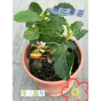 在飛比找蝦皮購物優惠-【筌哥園藝】無花果苗｜斑紋無花果｜威海青皮｜黃金無花果｜金傲