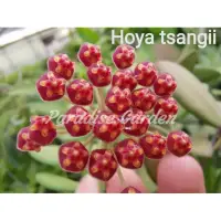 在飛比找蝦皮購物優惠-【天堂花園 Paradise Garden】蜜糖毬蘭hoya