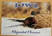 Fauna. Iowa Ringnecked Pheasant (Phasianus Colchicus)