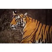 Save 10.00%! 6 Days Golden Triangle Tour with Ranthambore Delhi Agra Jaipur