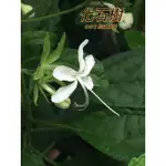 『525生態植物園』化石樹（大號化石樹，圓葉化石樹）觀花或藥用植物