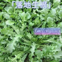 在飛比找蝦皮購物優惠-【落地生根】高產純野生薺菜種子 薺薺菜 野菜薺菜 清香陽臺四