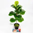 Artificial Fig Violin Leaf Faux Plants Green Shrub Outdoor T5 V7K5 Wczx Y8G7