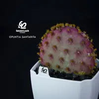 在飛比找蝦皮購物優惠-SL’s 植物園-聖麗塔Opuntia santarita