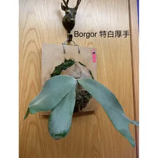 白毛高冠波哥鹿角蕨 P.willinckii cv borgor (white)泰國母本 穩根好養 一物一拍