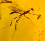 A101 BU1368 Beautiful Stephanid Wasp in Burmese Amber Myanmar ~99mya