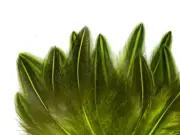 10 Pieces - Chartreuse Green Dyed Jungle Cock Loose Plumage Feather Fly Tying