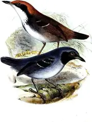 Antbird Bird Accent Tile Mural Kitchen Bathroom Wall Backsplash Marble Ceramic