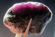 58.5 CARAT ALEXANDRITE NATURAL ROUGH COLECTOR'S CRYSTAL MINERAL GEM (E16)