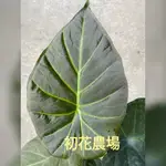 初花農場2店｜觀音蓮｜螢光之盾觀音蓮｜3.5寸盆｜觀葉植物｜