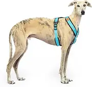 Reflective Y Shaped Dog Harness Ideal for Lebreles: Italian Greyhound Whippet Greyhound Podenco - Safe, Breathable and Durable, Perfect for Hiking, Training and Running