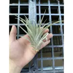 空氣鳳梨-日曆女孩（卡比交小精靈）T.CALENDAR GIRL ( CAPITATA X IONANTHA)