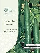 Mr Fothergill's Royal Horticultural Society Cucumber Telepathy F1 Seeds