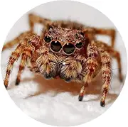 Slipmat Slip Mat Scratch Pad Felt for Any 12" LP DJ Vinyl Turntable Record Player Custom Graphical - Spider 7