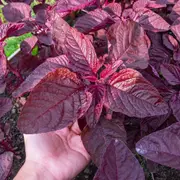 Amaranth - Midnight Red seeds