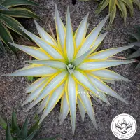 在飛比找蝦皮購物優惠-Agave - 銀河旅人 (SM/L)販售側芽