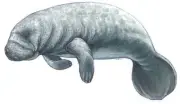 Manatee Stickers 7"x7" decal for Tank or Bumper scuba
