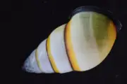 1393. Collection Land Snail Shell Amphidromus sp 31mm. Vietnam Central