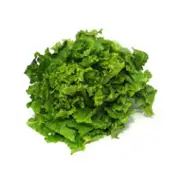 Organic Green Oak Lettuce – Fresh, healthy organic delivery | Doorstep Organics