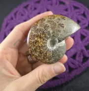 Whole Polished Ammonite Shell Fossil Large Fossils Madagascar