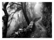 Forest Path Canvas Print