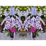 三重花店/五股花店/新莊花坊【GTCO727】7株(A+)白花紅心蝴蝶蘭/高筒盆~懿德長昭~追思蘭花盆景(1對2盆)