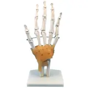 Human Hand Joint Model with Ligaments, Flexible 1:1 Scientific Life Size, Finger Model Doctor Educa Photo Color