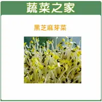 在飛比找樂天市場購物網優惠-【蔬菜之家】 J14.黑芝麻芽(芽菜種子)種子(共有2種包裝