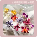 *晴冬小舖*日本大地農園乾燥石斛蘭花 特殊限定花材 乾燥花 蘭花 不凋花 永生花 永生花禮 拍照道具 盆花 永生胸花